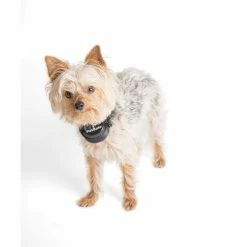 PetSafe Stay & Play Wireless Fence Rechargeable Receiver Collar -PetSafe Store 1016176 A7