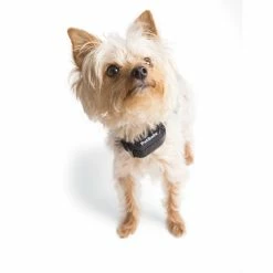 PetSafe YardMax Rechargeable In-Ground Fence Collar -PetSafe Store 1106831 A6