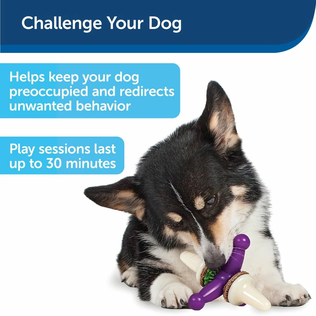 PetSafe Busy Buddy Dental Health Jack Dog Chew Toy, Small 6 PetSafe Busy Buddy Dental Health Jack Dog Chew Toy, Small - Image 4