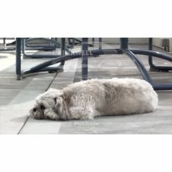 PetSafe Drinkwell 360 Dog and Cat Water Fountain, Plastic, 128 oz. 15 PetSafe Drinkwell 360 Dog and Cat Water Fountain, Plastic, 128 oz. -PetSafe Store 1136879 VIDEO 1 480x270 1200k