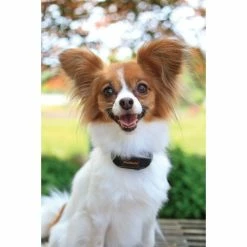 PetSafe Store -PetSafe Store 1181831 A1