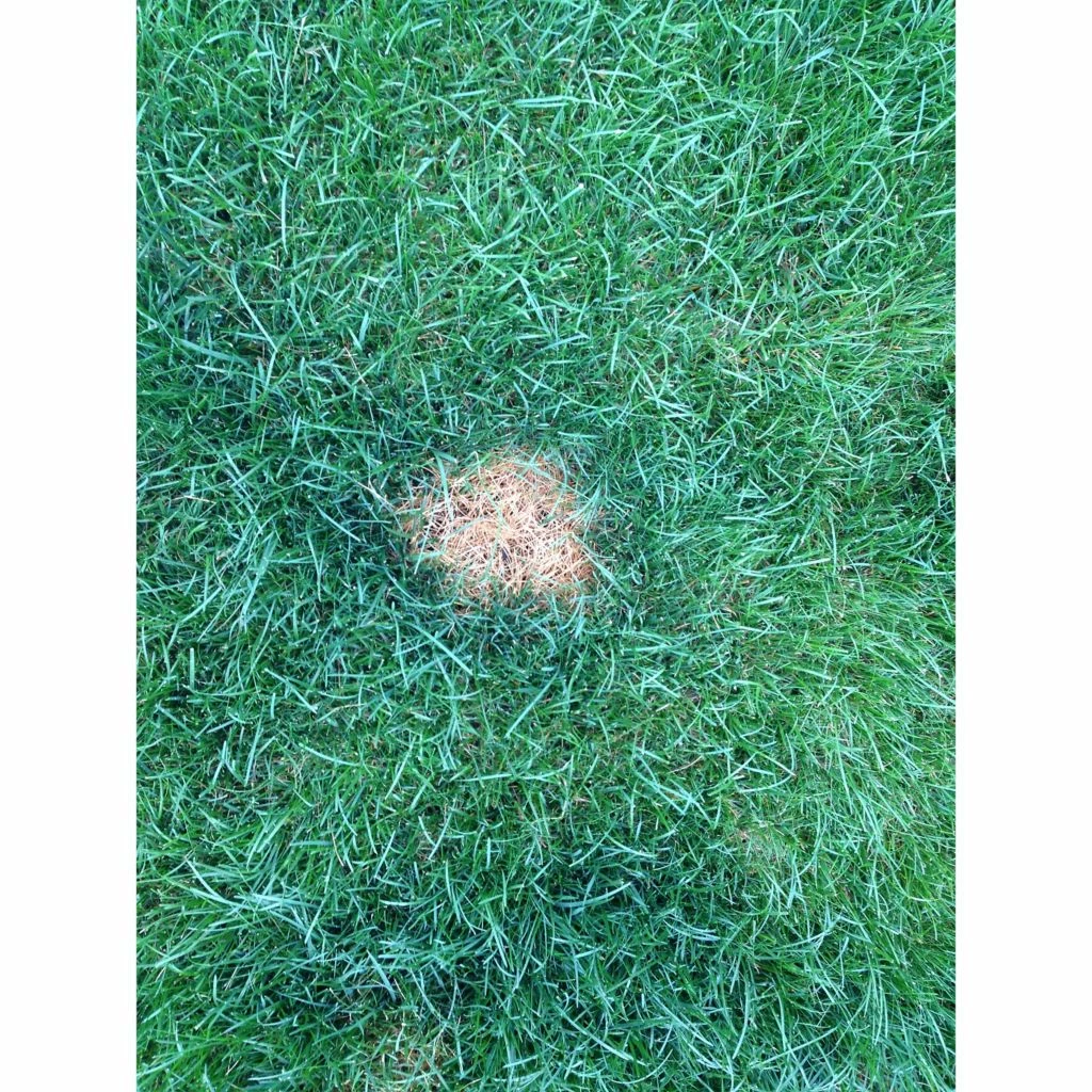 PetSafe Lawn Protector Pet Urine Neutralizer Water Pucks, 2 ct. 4 PetSafe Lawn Protector Pet Urine Neutralizer Water Pucks, 2 ct. - Image 2