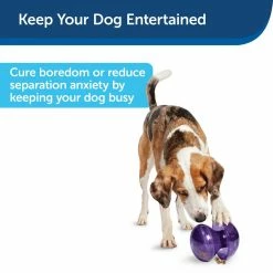 PetSafe Busy Buddy Magic Mushroom Dog Chew Toy 11 PetSafe Busy Buddy Magic Mushroom Dog Chew Toy -PetSafe Store 1182363 A3