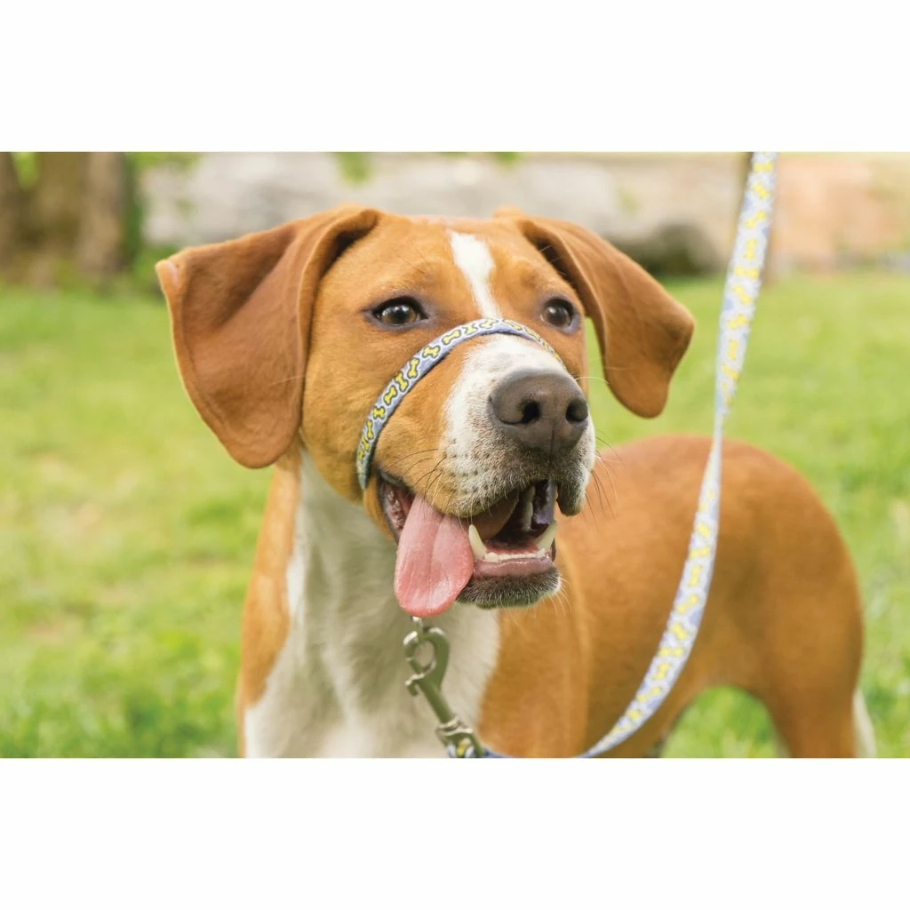 PetSafe Gentle Leader Chic Designer Headcollar and Leash, Bonez 5 PetSafe Gentle Leader Chic Designer Headcollar and Leash, Bonez - Image 3