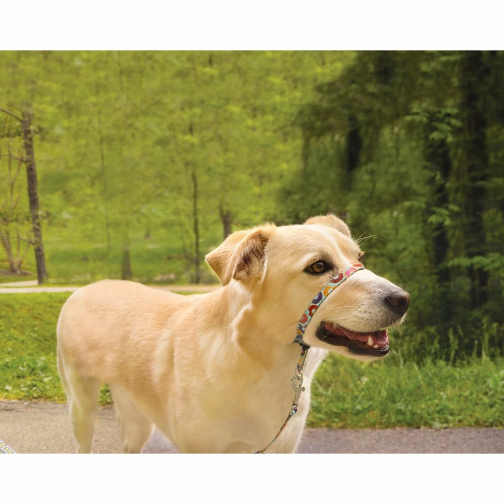 PetSafe Gentle Leader Chic Designer Headcollar & Leash, Donuts 5 PetSafe Gentle Leader Chic Designer Headcollar & Leash, Donuts - Image 3