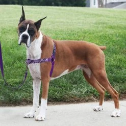 PetSafe Easy Walk No-Pull Dog Harness, Bling Design -PetSafe Store 1258762 A2