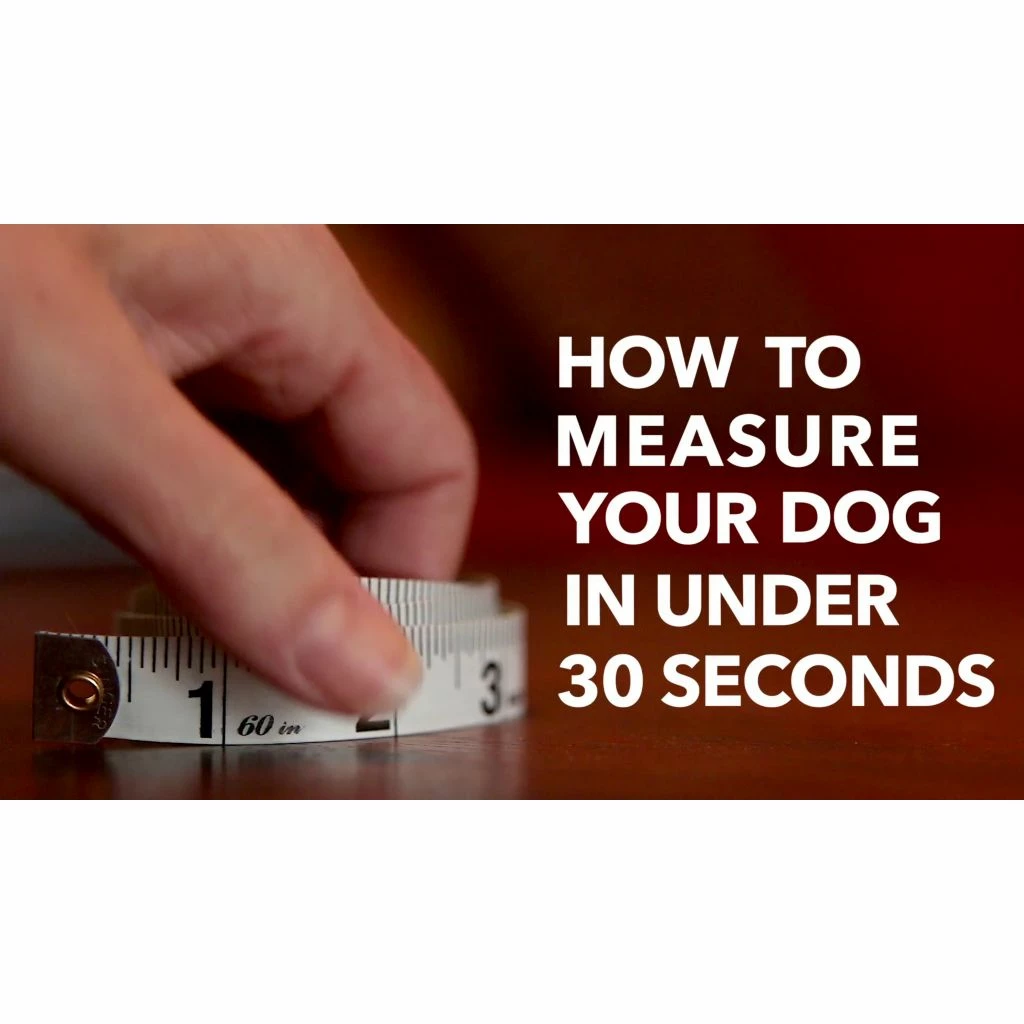 PetSafe Easy Walk Chic Dog Harness, Bonez 9 PetSafe Easy Walk Chic Dog Harness, Bonez - Image 7