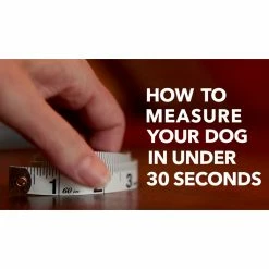 PetSafe Easy Walk Chic Dog Harness, Donuts -PetSafe Store 1258774 VIDEO 1 480x270 1200k