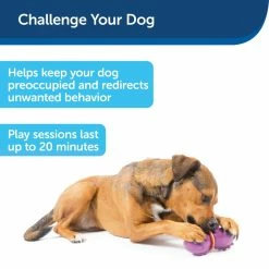 PetSafe Busy Buddy Dinosaur Dog Chew Toy, Medium -PetSafe Store 1258794 A3