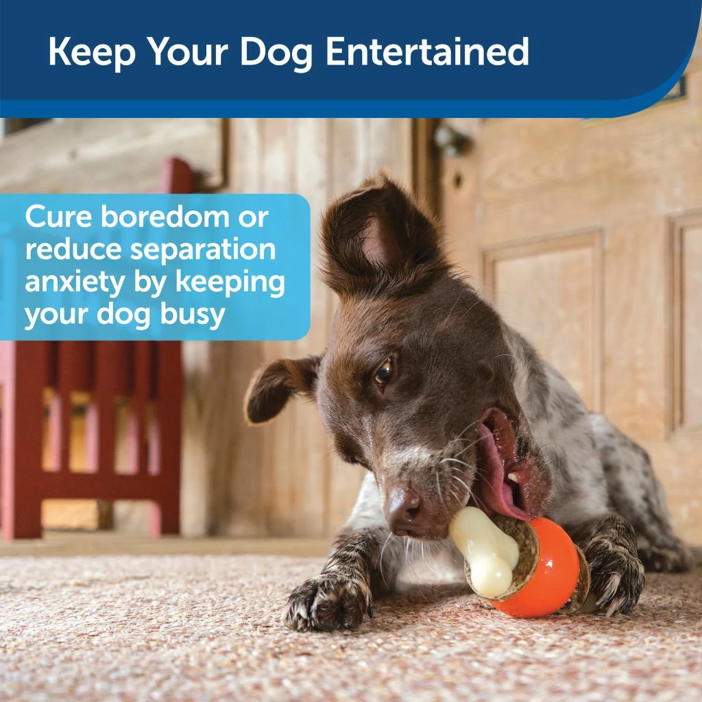 PetSafe Sportsmen Bouncy Bone Dog Chew Toy, Large 4 PetSafe Sportsmen Bouncy Bone Dog Chew Toy, Large - Image 2