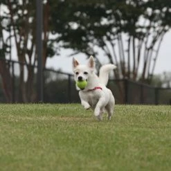PetSafe Tennis Ball Dog Toys, 3-Pack -PetSafe Store 1258841 A2