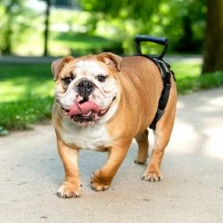 PetSafe Carelift Dog Lifting Aid Rear Only Harness -PetSafe Store 1339617 A4