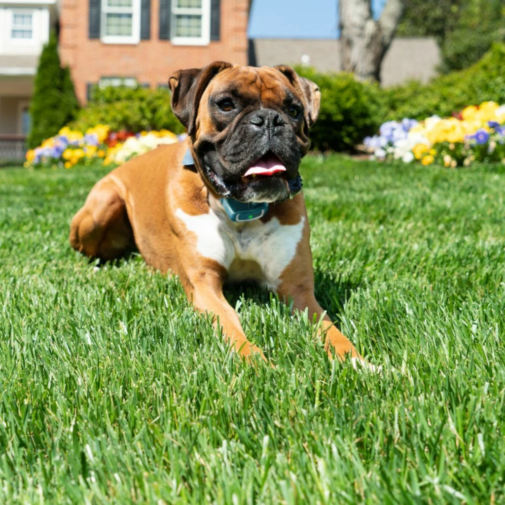 PetSafe 300 Yard Remote Spray Trainer for Dogs 8 PetSafe 300 Yard Remote Spray Trainer for Dogs - Image 6