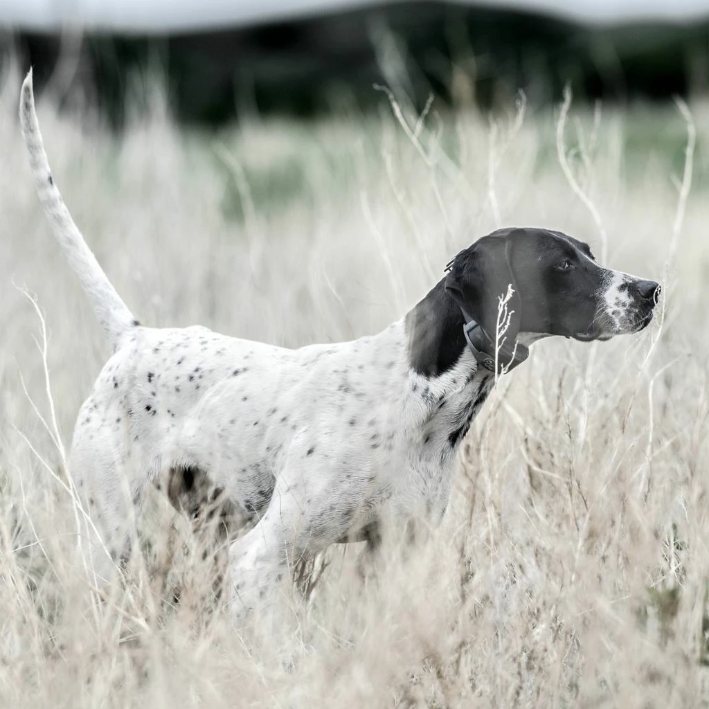 PetSafe SportHunter 1225X Rechargeable Remote Dog Training Collar, 3/4 Mile Range, for Dogs 8 lb. or Larger 9 PetSafe SportHunter 1225X Rechargeable Remote Dog Training Collar, 3/4 Mile Range, for Dogs 8 lb. or Larger - Image 7