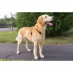 PetSafe Two-Point Control Dog Leash, 3/4 in. 7 PetSafe Two-Point Control Dog Leash, 3/4 in. -PetSafe Store 1460346 A2