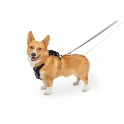 PetSafe Walk Along Reflective Outdoor Dog Harness -PetSafe Store 1592324 A2