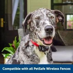 PetSafe Wireless Pet Containment System Receiver Collar -PetSafe Store 3691054 A6
