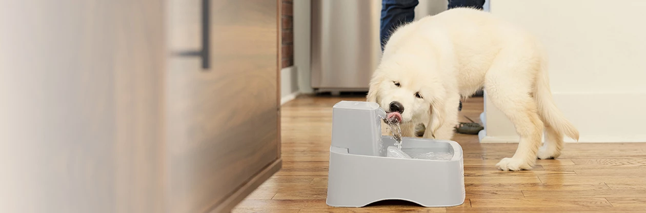 PetSafe Store -PetSafe Store 2