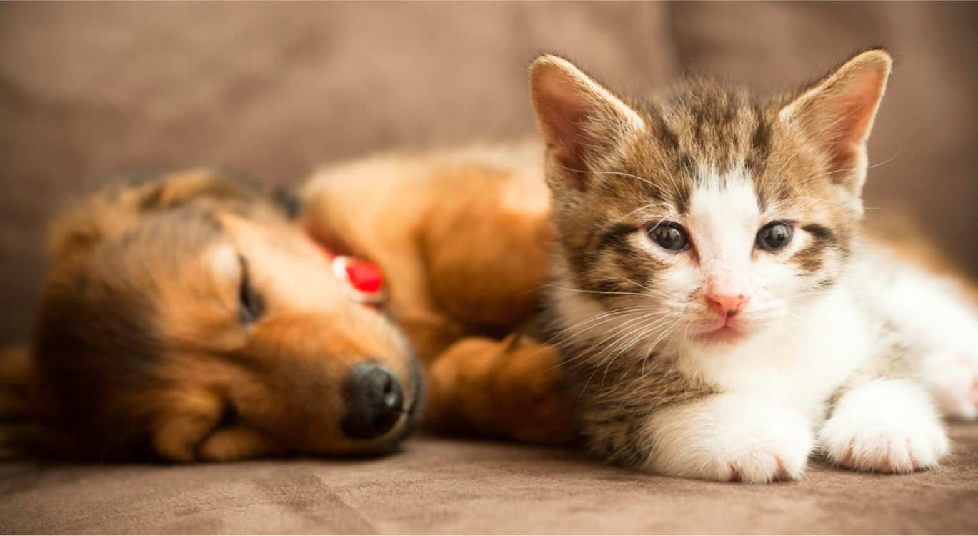 PetSafe Store -PetSafe Store banner 1369x750 1